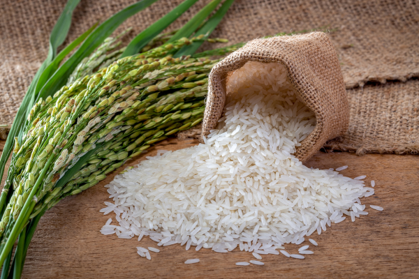 Rice for wholesale and export supply